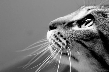 gato
