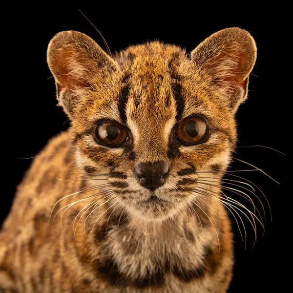 Gato tilcayo nueva especie felino