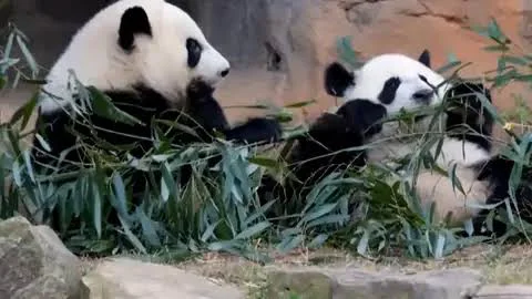 Pandas China EEUU
