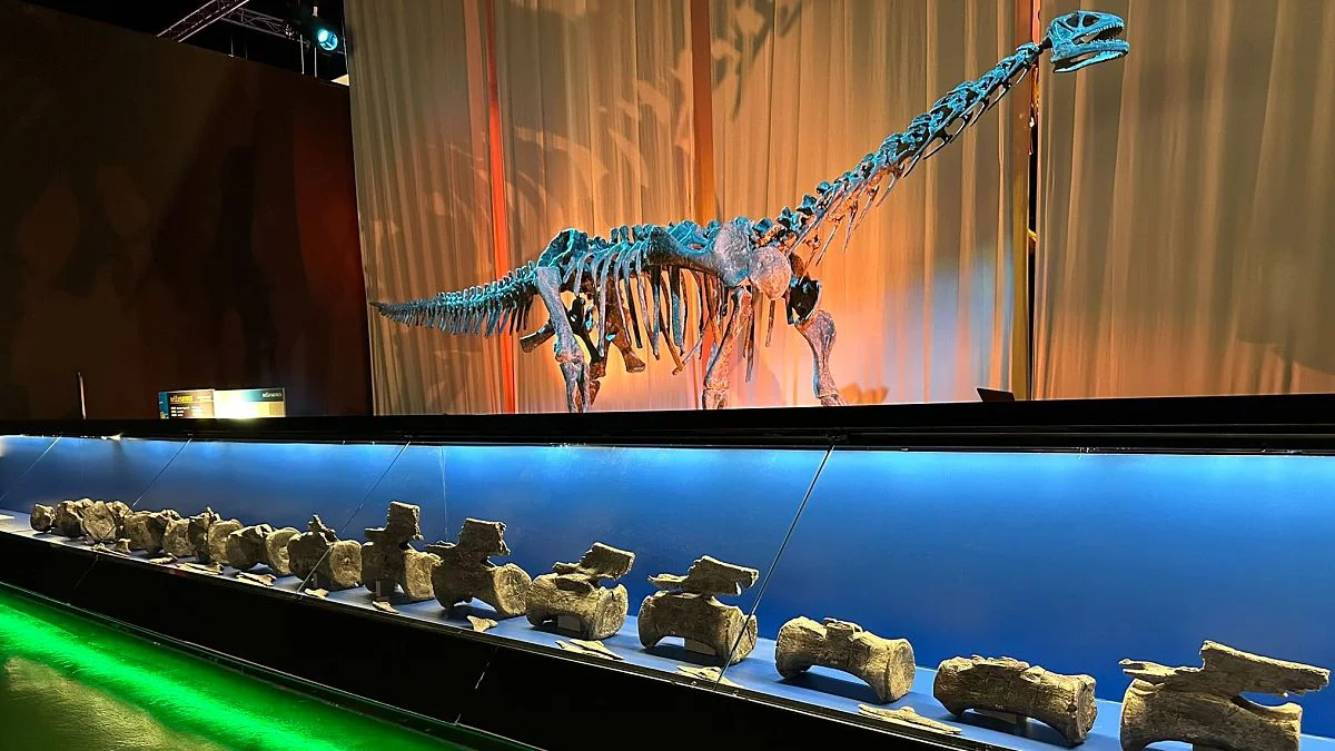 Diplodocus Dinosaurio Europa