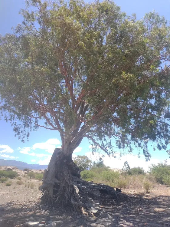 Eucalipto sobre las ruinas de la bodega