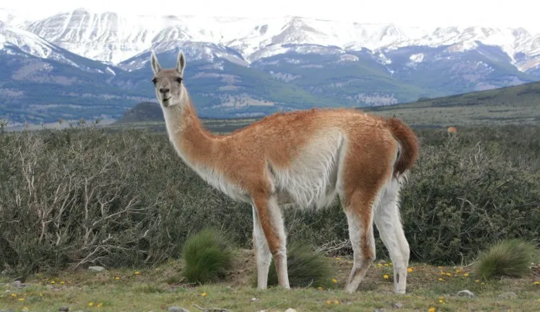 guanaco