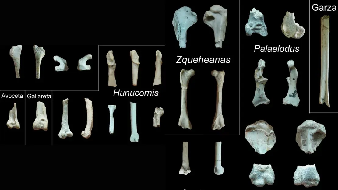 IMG-20250506-WA0078(1)